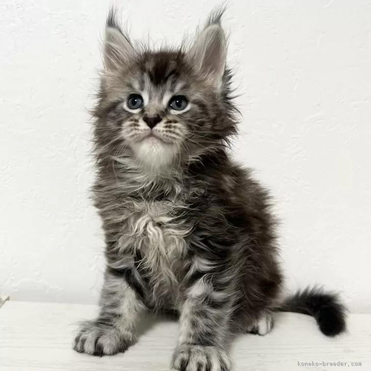 ID：2408-00001の子猫