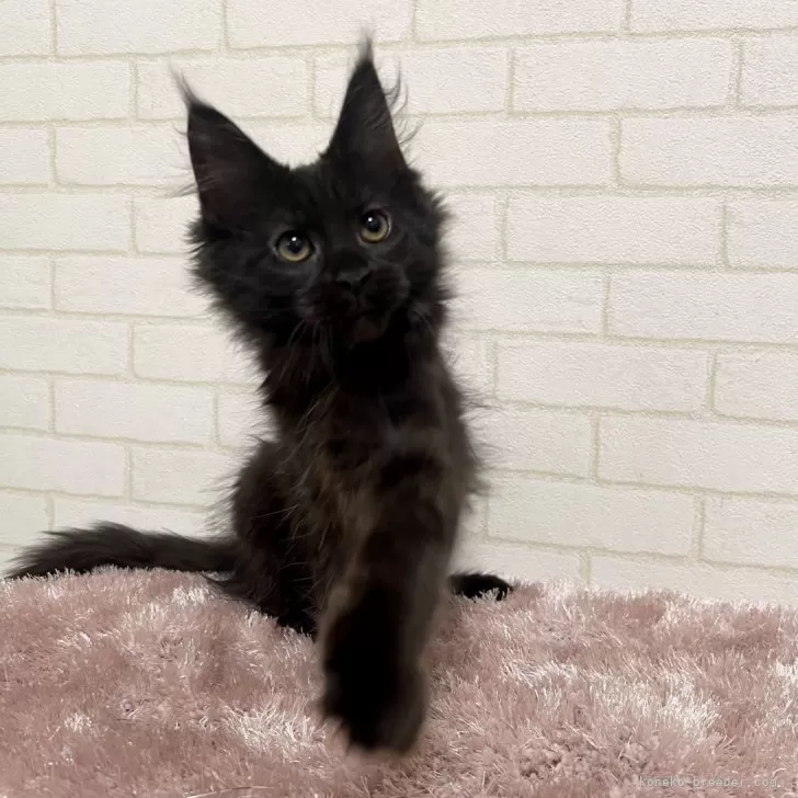 にゃる 様のお迎えした子猫