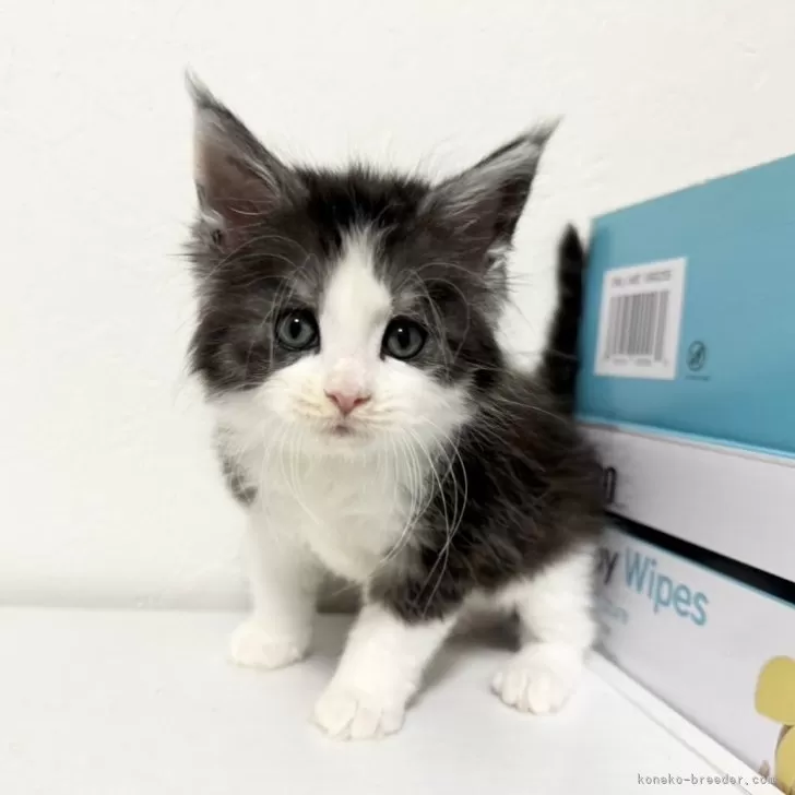 T.N 様のお迎えした子猫