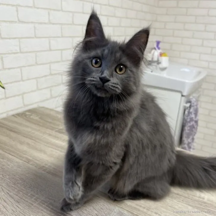 ID：2212-01466の子猫