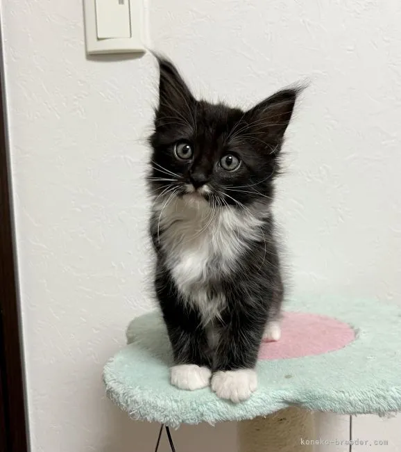 ID:2111-01059の子猫