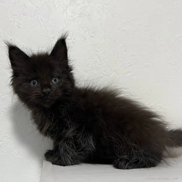 ID:2312-00114の子猫