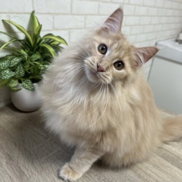 メインクーン【京都府・男の子・2022年11月8日・クリーム】の写真「4匹兄妹の男の子」