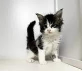 メインクーン【京都府・女の子・2024年8月18日・ブラウンタビー&ホワイト】の写真3