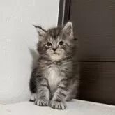 メインクーン【京都府・男の子・2025年6月12日・シルバータビー】の写真10