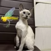 シャム(サイアミーズ)【京都府・女の子・2025年10月29日・ブルーポイント】の写真5