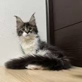 メインクーン【京都府・女の子・2025年5月1日・ブラウンタビー&ホワイト】の写真13