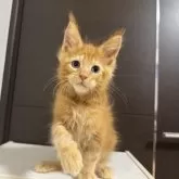 メインクーン【京都府・男の子・2025年8月12日・レッドタビー】の写真2