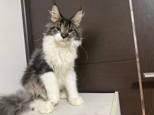 メインクーン【京都府・女の子・2025年5月1日・ブラウンタビー&ホワイト】の写真8