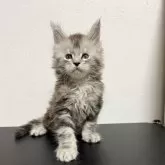 メインクーン【京都府・男の子・2025年8月30日・シルバータビー】の写真8