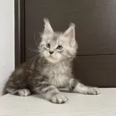 メインクーン【京都府・男の子・2025年8月30日・シルバータビー】の写真5