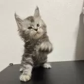 メインクーン【京都府・男の子・2025年8月30日・シルバータビー】の写真13