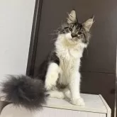 メインクーン【京都府・女の子・2025年5月1日・ブラウンタビー&ホワイト】の写真7