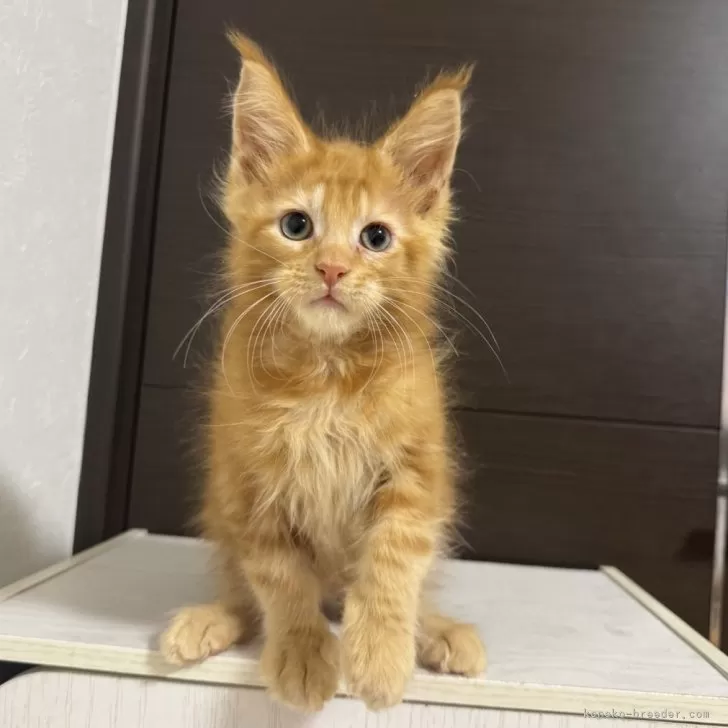 メインクーン【京都府・男の子・2025年8月12日・レッドタビー】の写真1