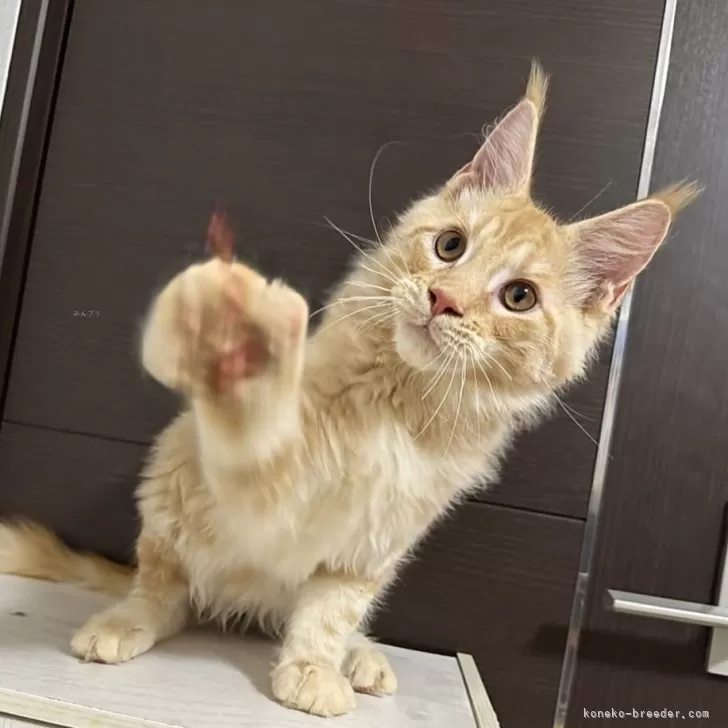 ID：2506-02745の子猫