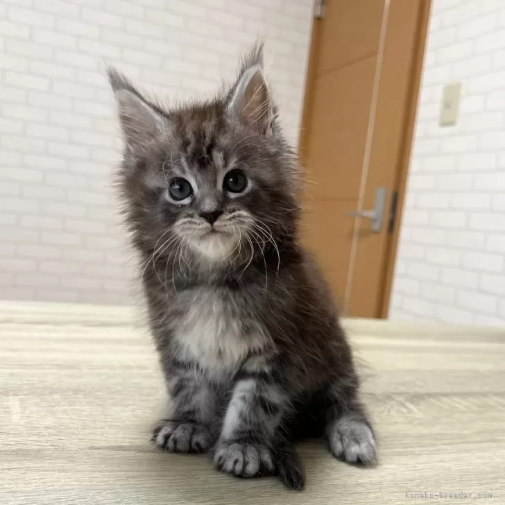 ID：2507-02806の子猫