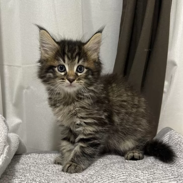 ID：2412-02720の子猫