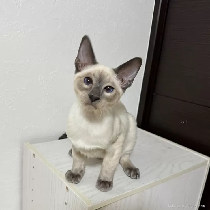 ID：2507-00280の子猫