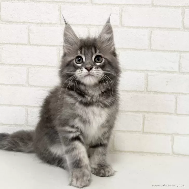 ID：2504-01007の子猫