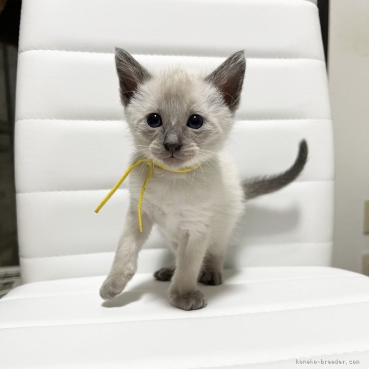 ブリーダー画像