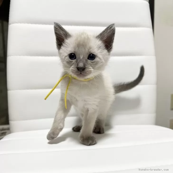 シャム(サイアミーズ)【京都府・男の子・2025年10月29日・ブルーポイント】の写真1