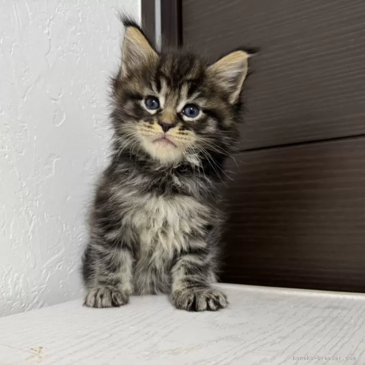 メインクーン【京都府・男の子・2025年10月7日・ブラウンタビー】の写真1