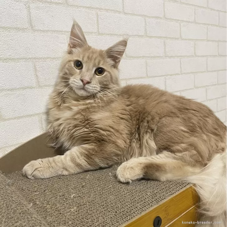 ID:2407-00817の子猫