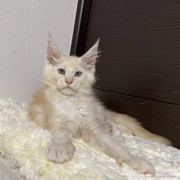 ID:2506-02747の子猫
