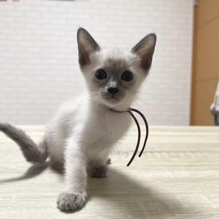 ID：2506-00460の子猫