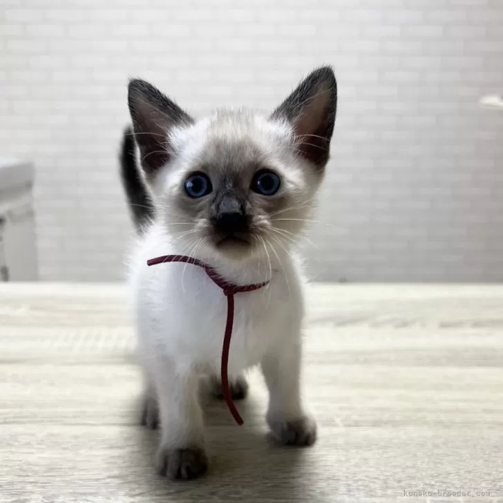 ID：2503-00048の子猫