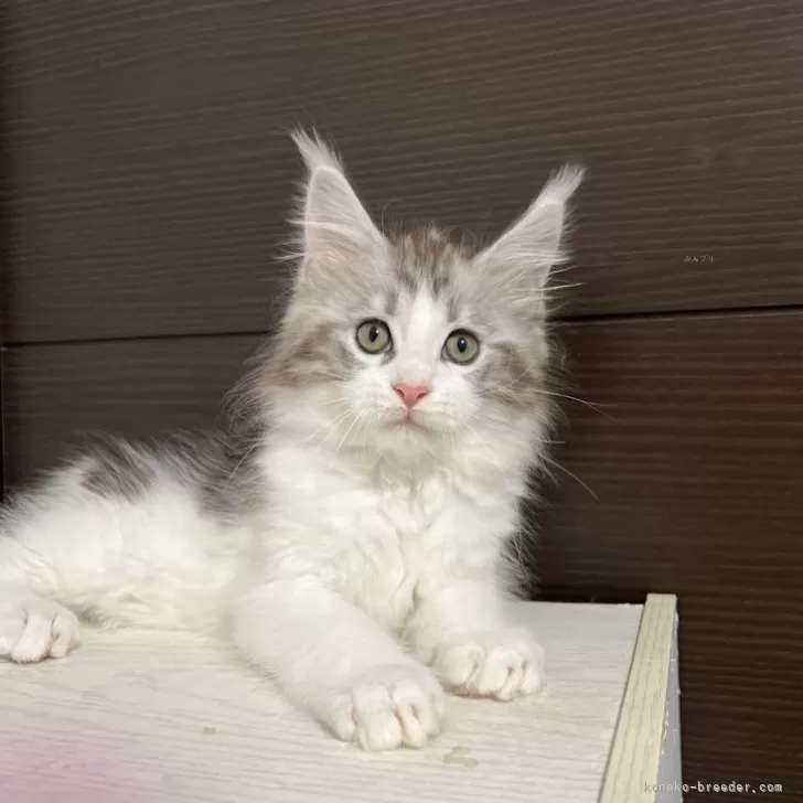 ID:2412-00943の子猫