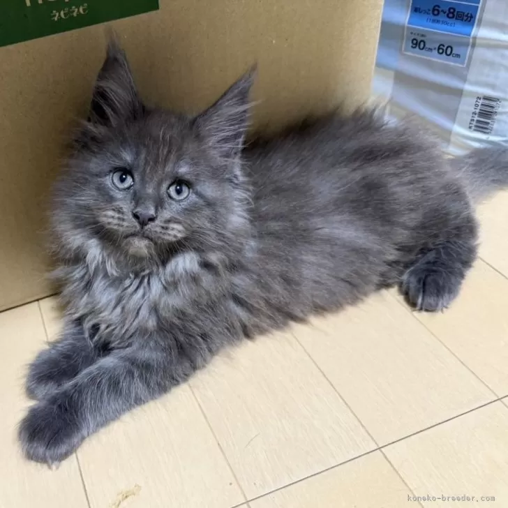 ID：2503-01556の子猫
