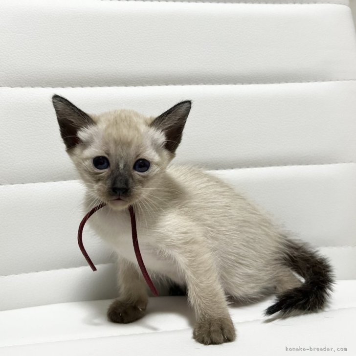 ブリーダー画像