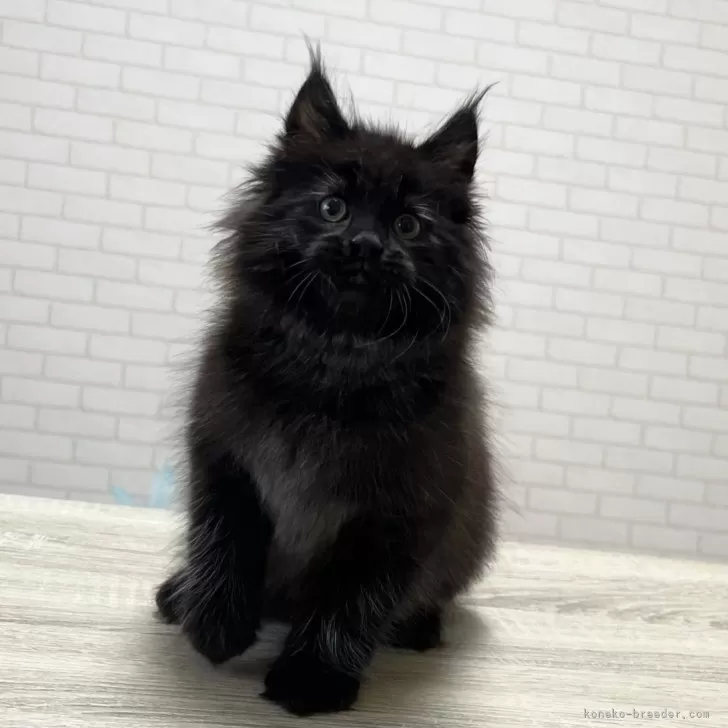 ID:2504-01009の子猫