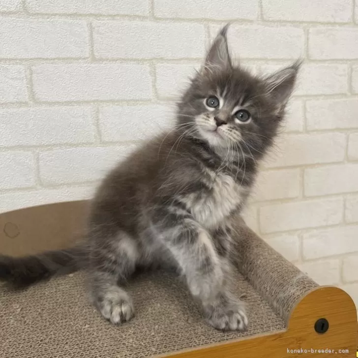 ID:2501-00712の子猫