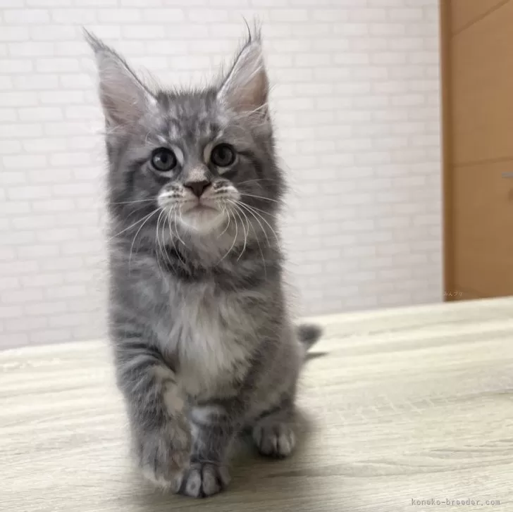 ID：2507-02584の子猫