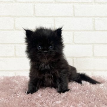 黒猫の子猫を探す|ブリーダー直販の子猫販売【みんなの子猫 黒猫の子猫を探す|ブリーダー直販の子猫販売【みんなの子猫