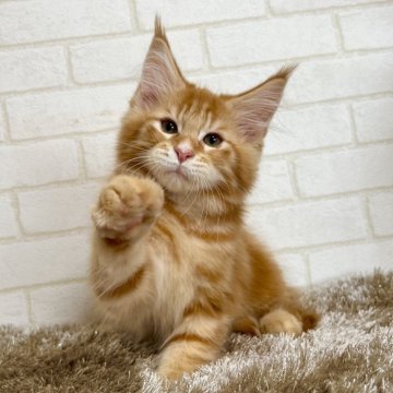 メインクーン【京都府・男の子・2025年9月1日・レッドタビー】の写真「ゼウスBaby/1人っ子」