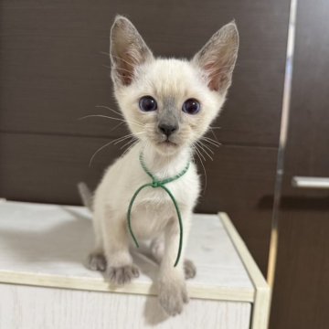 シャム(サイアミーズ)【京都府・男の子・2025年5月18日・ブルーポイント】の写真「8匹兄妹の緑リボンくん」