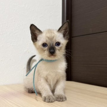 シャム(サイアミーズ)【京都府・男の子・2025年5月18日・シールポイント】の写真「8匹兄妹の水色リボンくん」