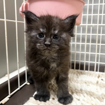 メインクーン【京都府・男の子・2025年9月30日・ブラックスモーク】の写真「ファイザー×ルシファーBaby/4匹兄妹」