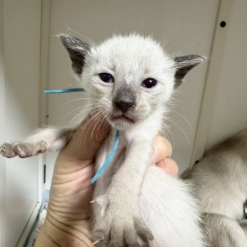 シャム(サイアミーズ)【京都府・男の子・2025年10月29日・ブルーポイント】の写真「7匹兄妹水色リボンくん」