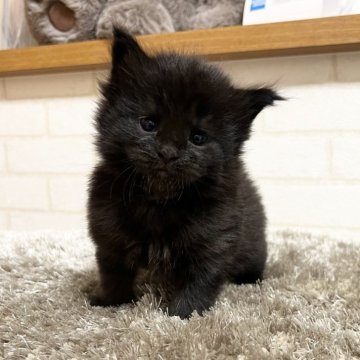 メインクーン【京都府・男の子・2025年10月6日・ブラックソリッド】の写真「ゼウスBaby/３匹兄妹」