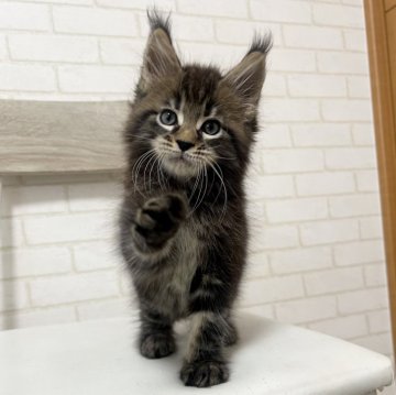 メインクーン【京都府・男の子・2025年8月30日・ブラウンタビー】の写真「ゼウスBaby/3匹兄妹」