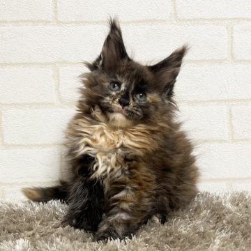 メインクーン【京都府・女の子・2025年9月30日・トーティー】の写真「ファイザー×ルシファーBaby/4匹兄妹」