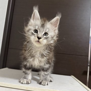 メインクーン【京都府・男の子・2025年8月30日・シルバータビー】の写真「ゼウスBaby/3匹兄妹」