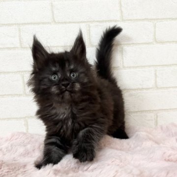 メインクーン【京都府・女の子・2025年10月6日・ブラックスモーク】の写真「ゼウスBaby/３匹兄妹」