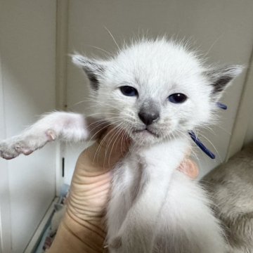 シャム(サイアミーズ)【京都府・男の子・2025年10月29日・ブルーポイント】の写真「7匹兄妹青色リボンくん」