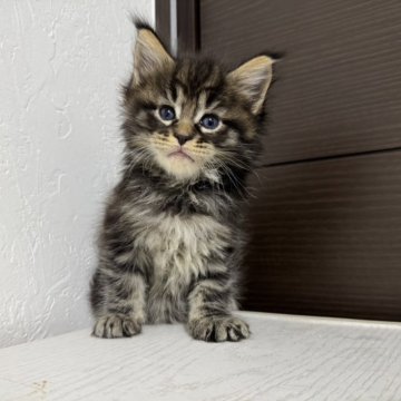 メインクーン【京都府・男の子・2025年10月7日・ブラウンタビー】の写真「ルシファーBaby/6匹兄妹」