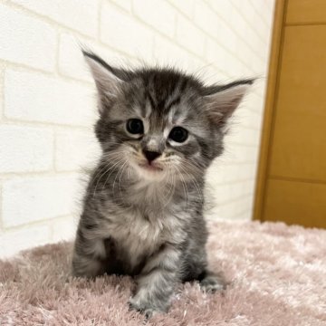 メインクーン【京都府・女の子・2025年6月26日・シルバータビー】の写真「ルシファーBaby/7匹兄妹」